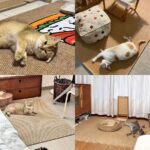 Cygnowear Coco Coir Cat Scratcher Mat - Image 3